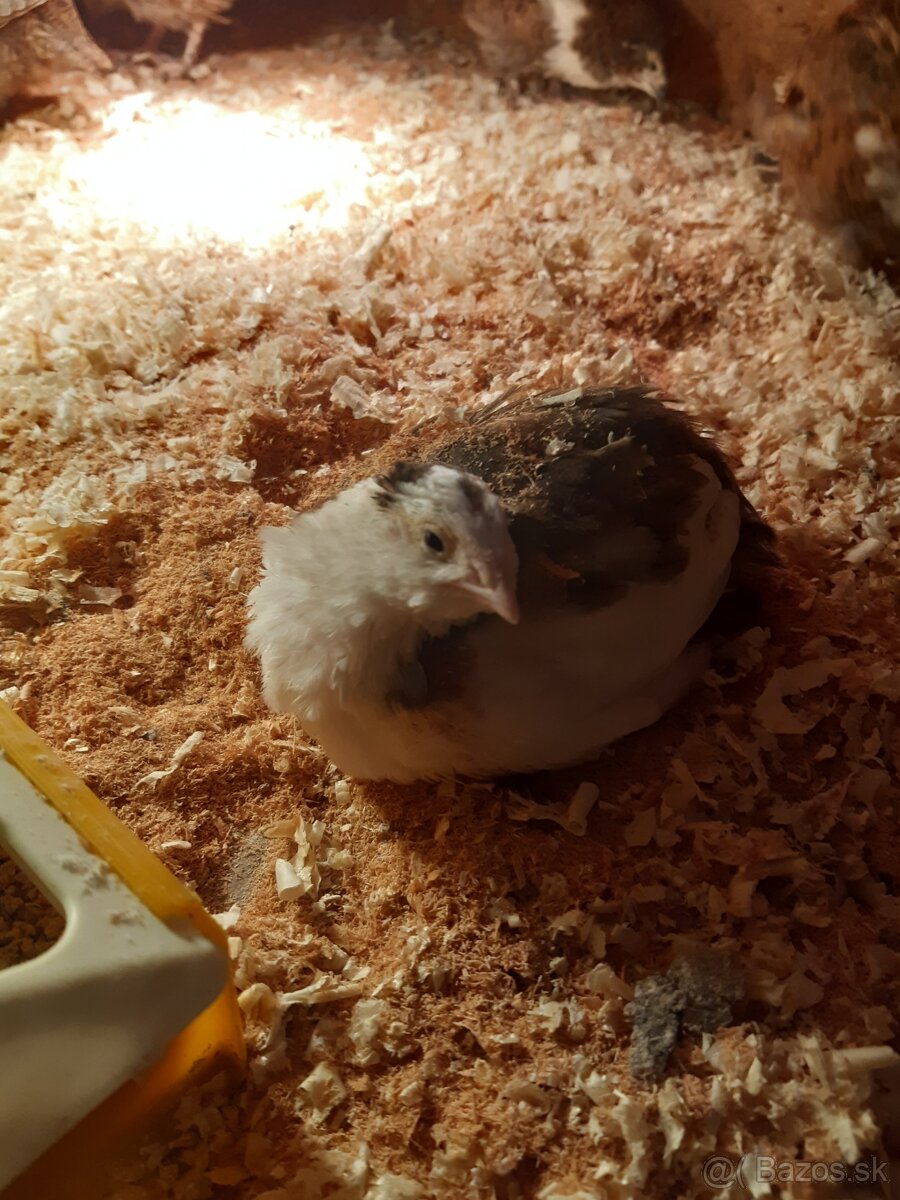 Japonské prepelice - 3