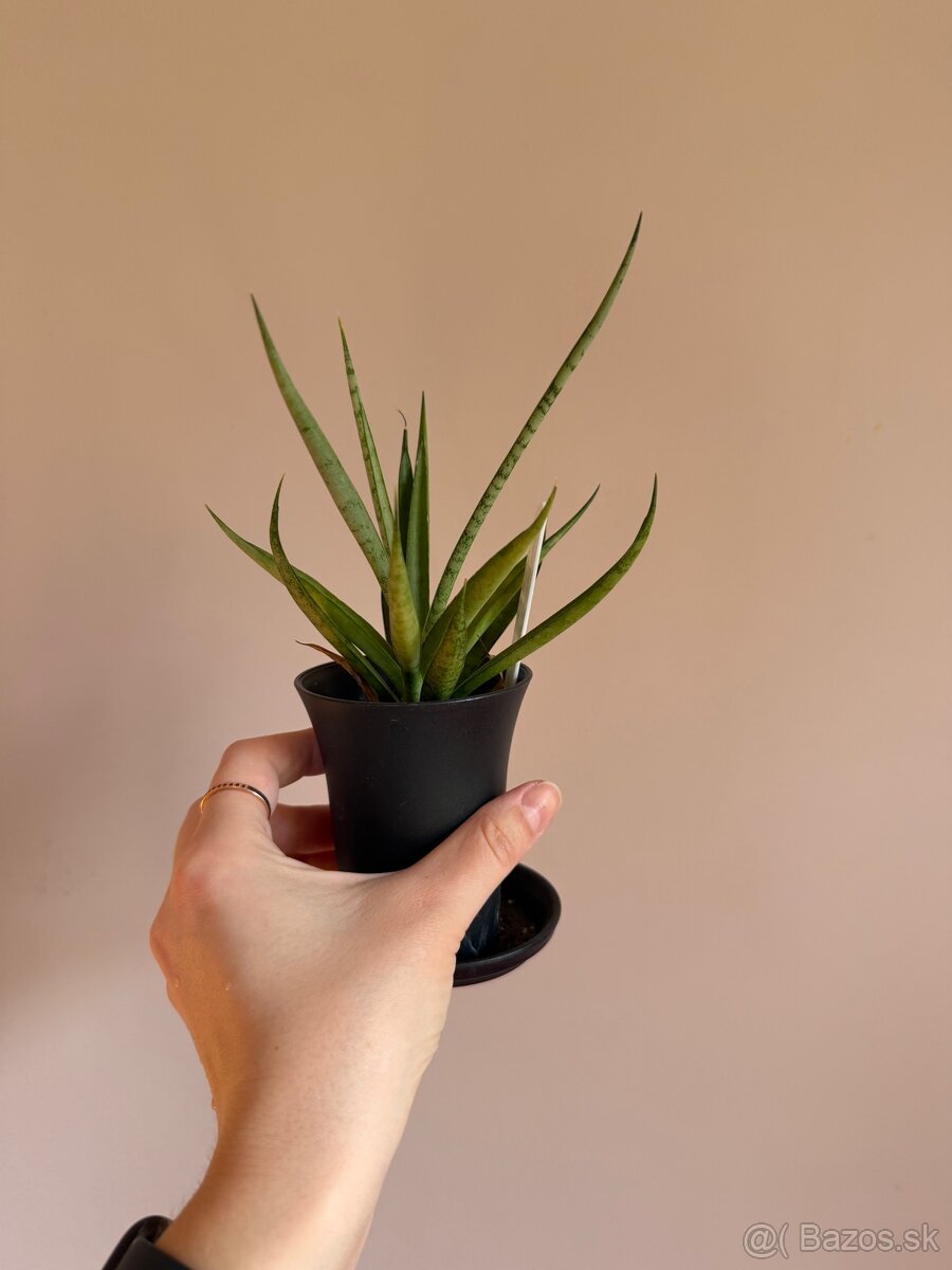 Sansevieria svokrine jazyky - 3