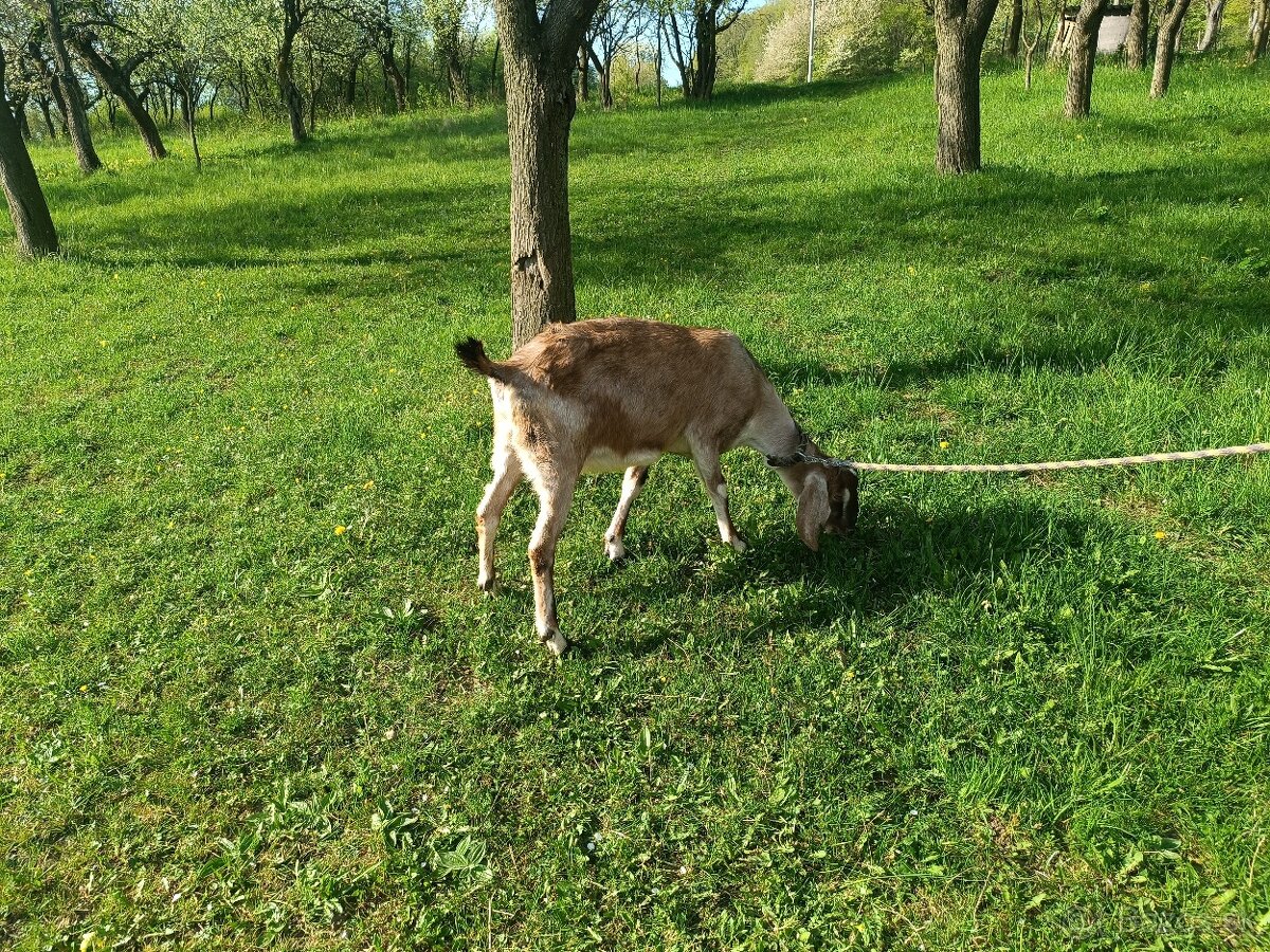Predám anglonubijsku kozu - 3