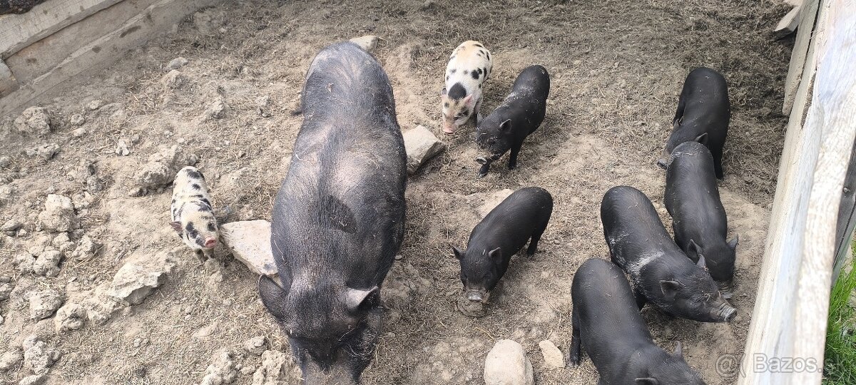 Vietnamské prasiatka - 3