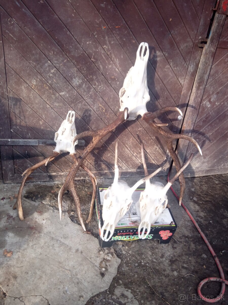 Vyvarim, vybielim trofeje. - 3