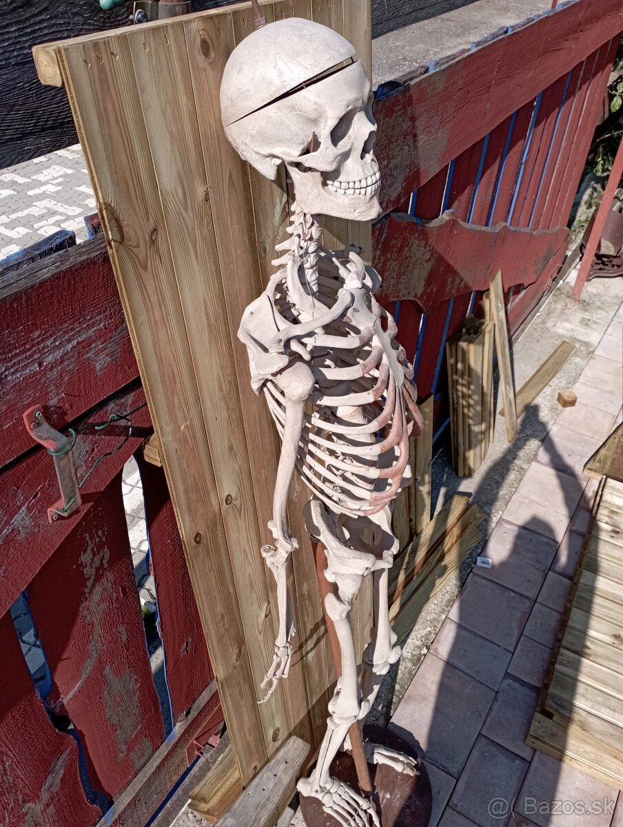 Kostra človeka. Starožitná - 3