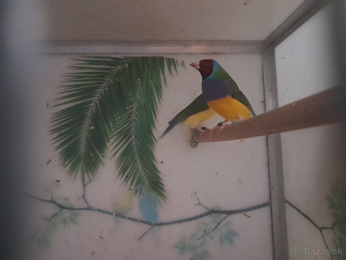 Amadina Gouldova - 3