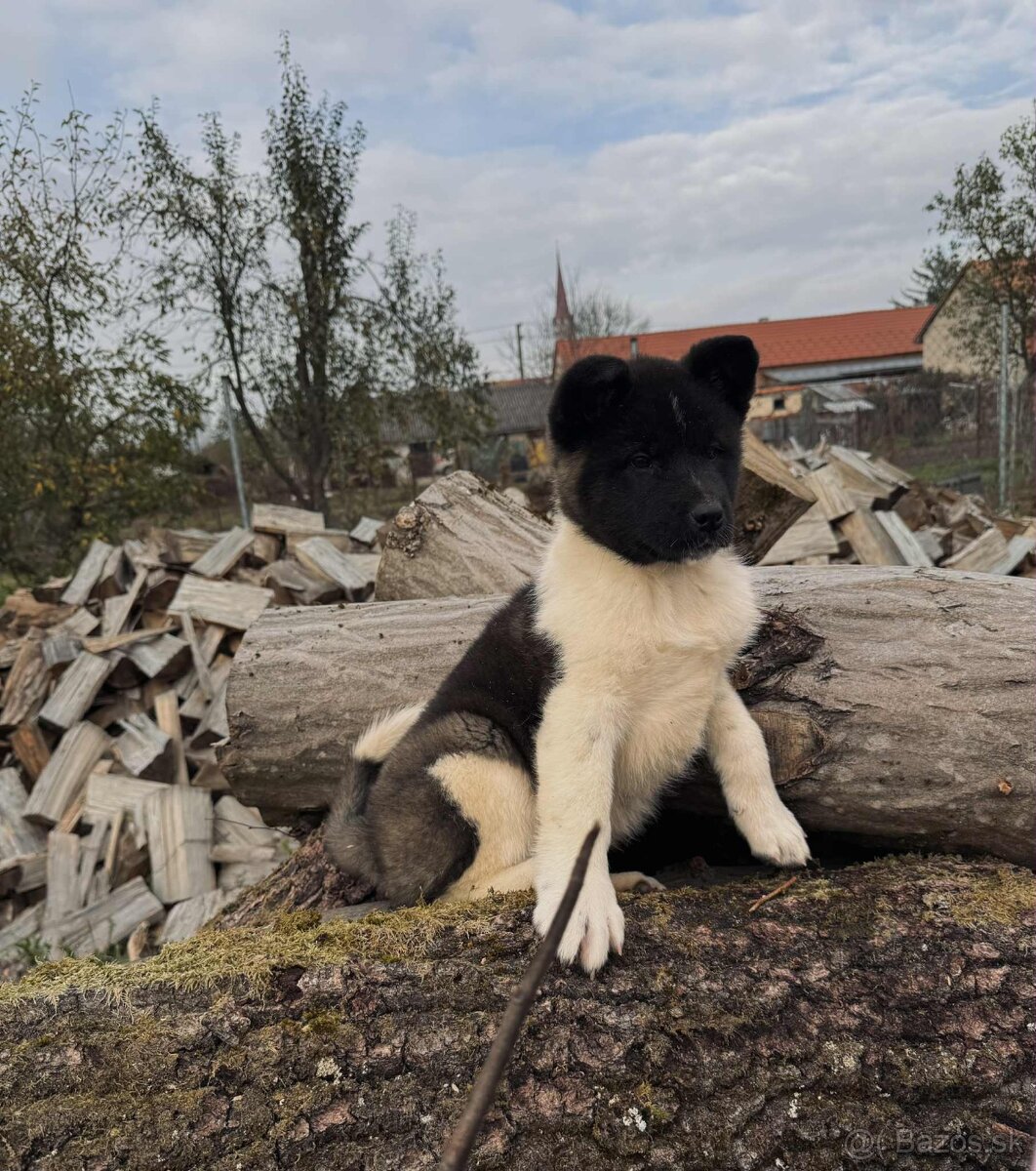 Americká Akita - 3