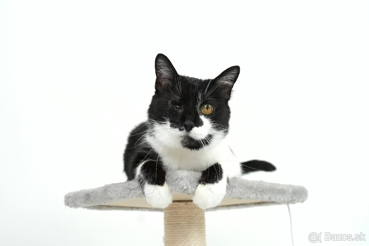 Stará mačička ŽIŠKA hľadá domov - 3