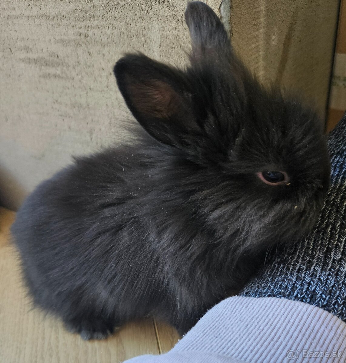 Zakrslý králík - 3