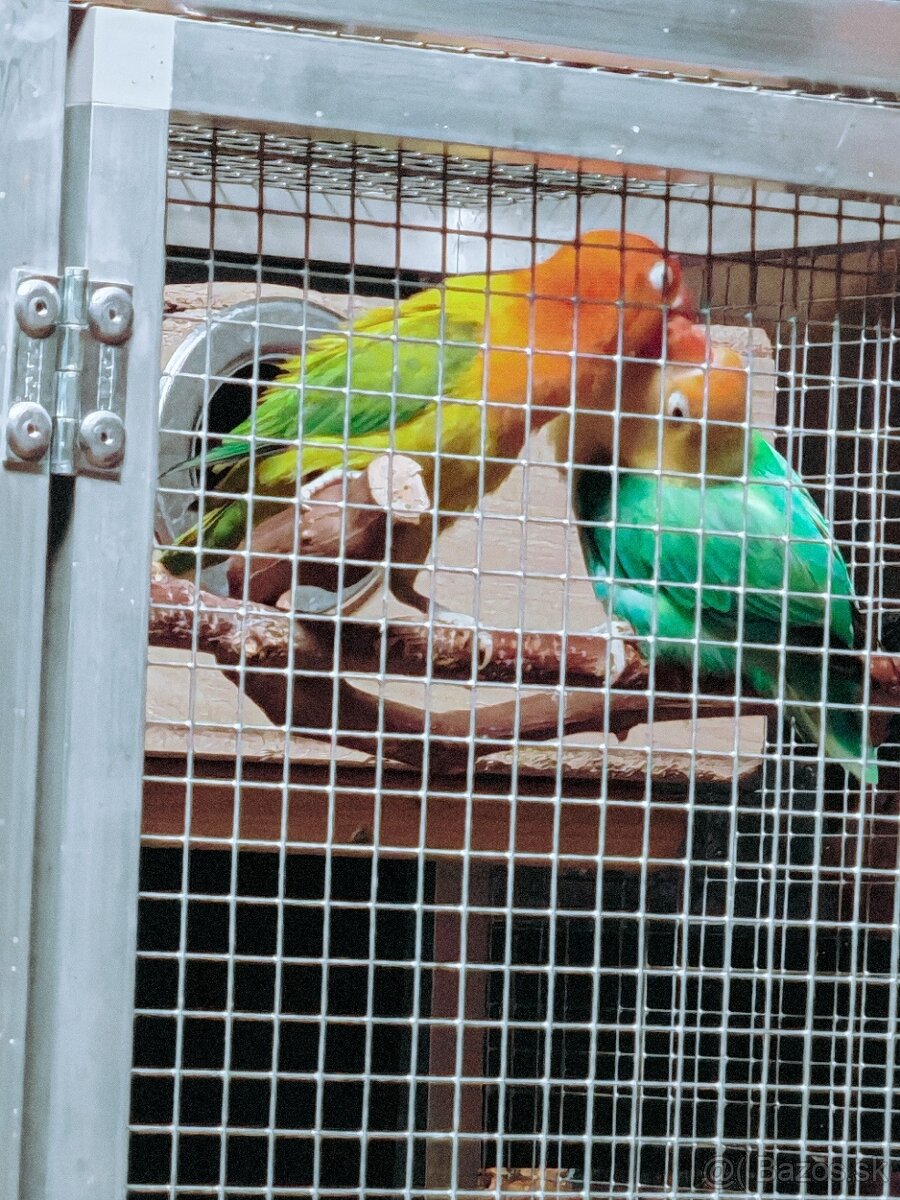 Agapornis - 3