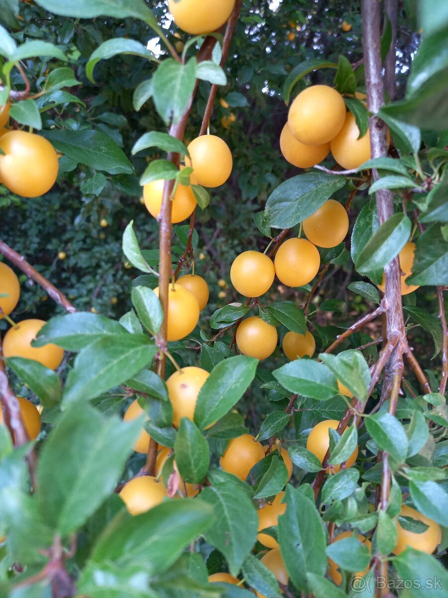 Mix mirabel - 3