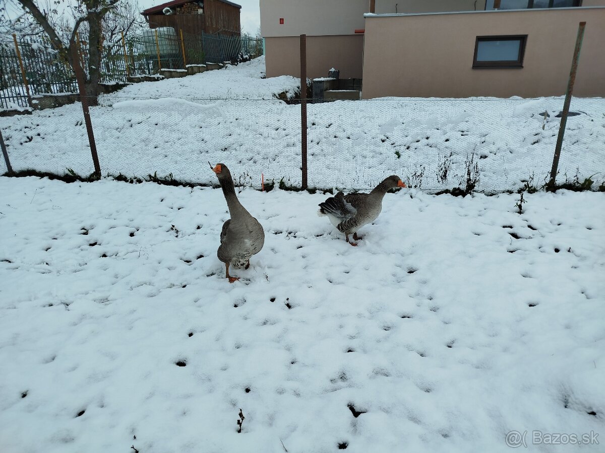 Predám pár Landeskych husí - 3