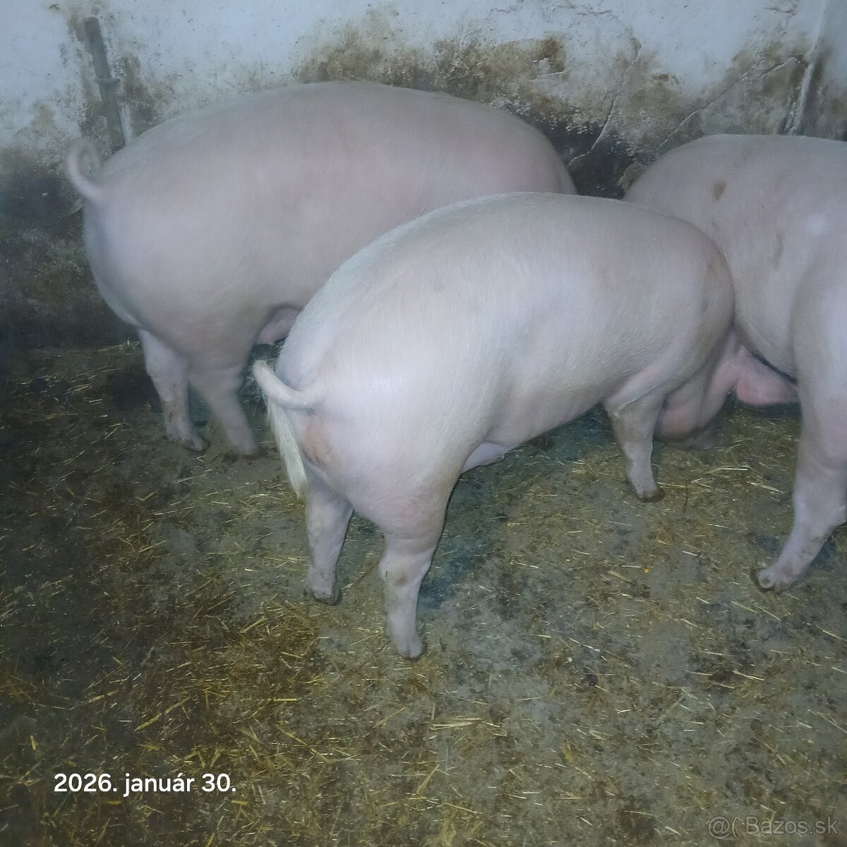 Predám ošípané - 3