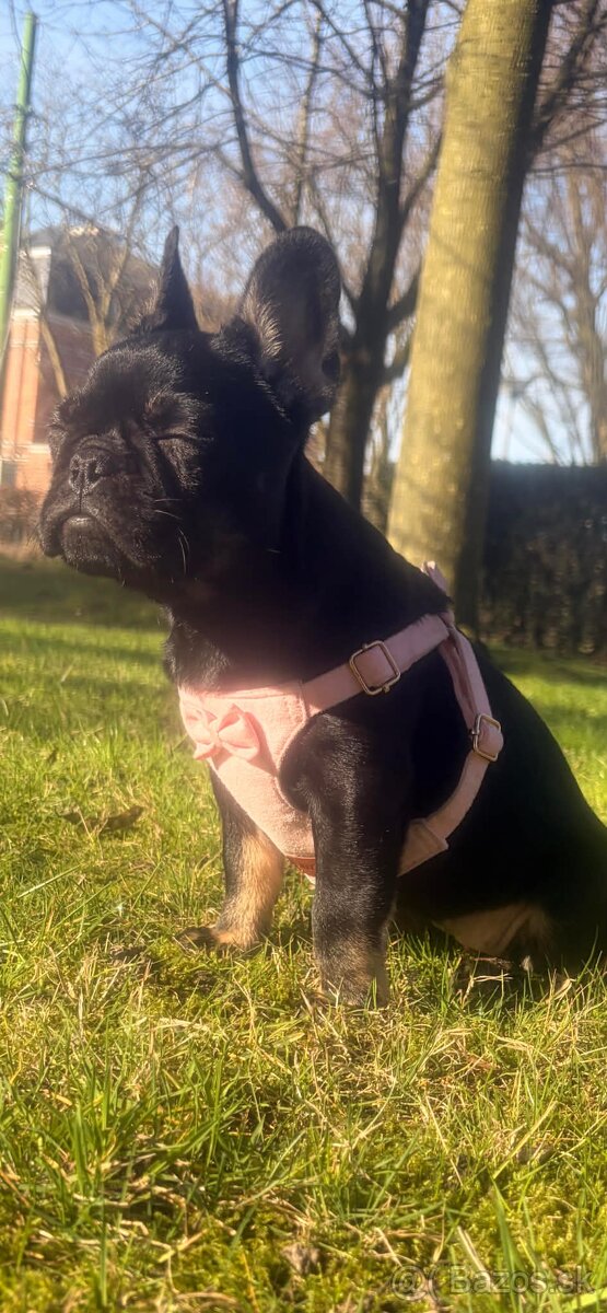 Francuzky buldoček - 3