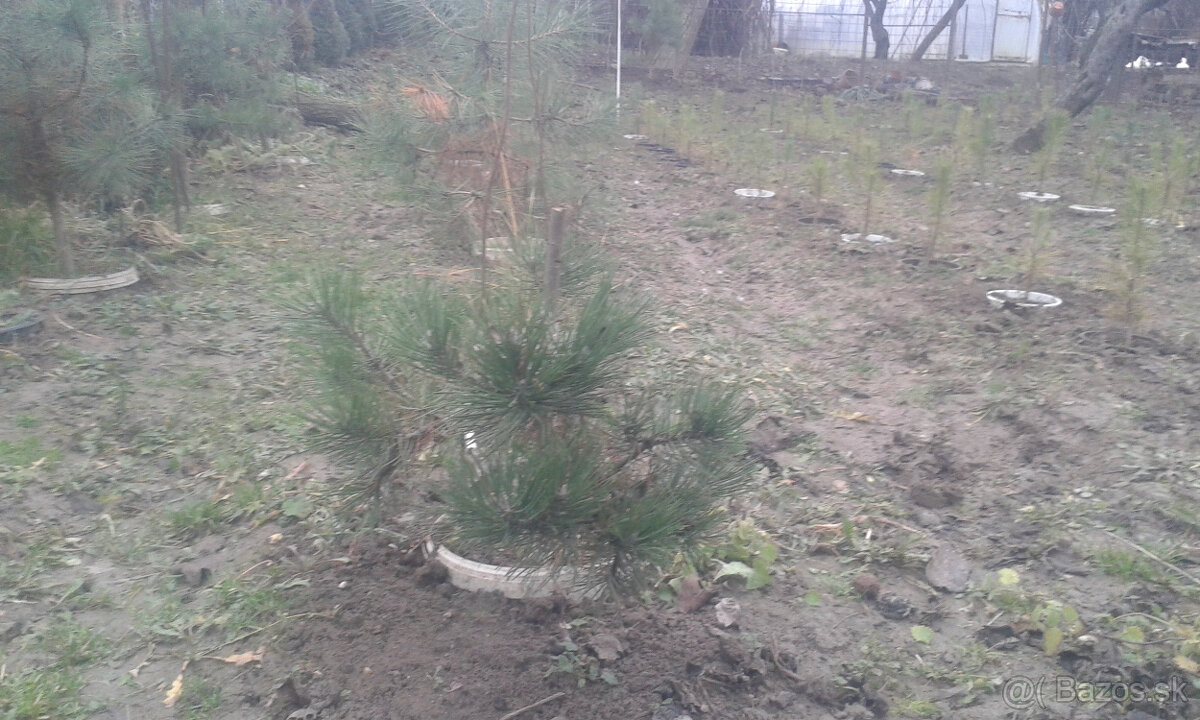 borovica - 3