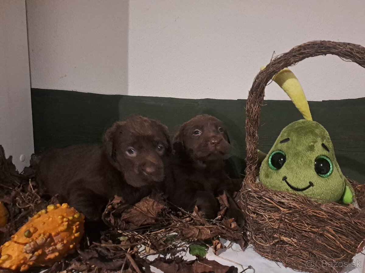 Labrador čokoladový - 3