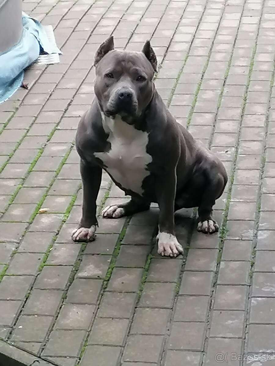 Hľadám psa american bully na krytie. - 3