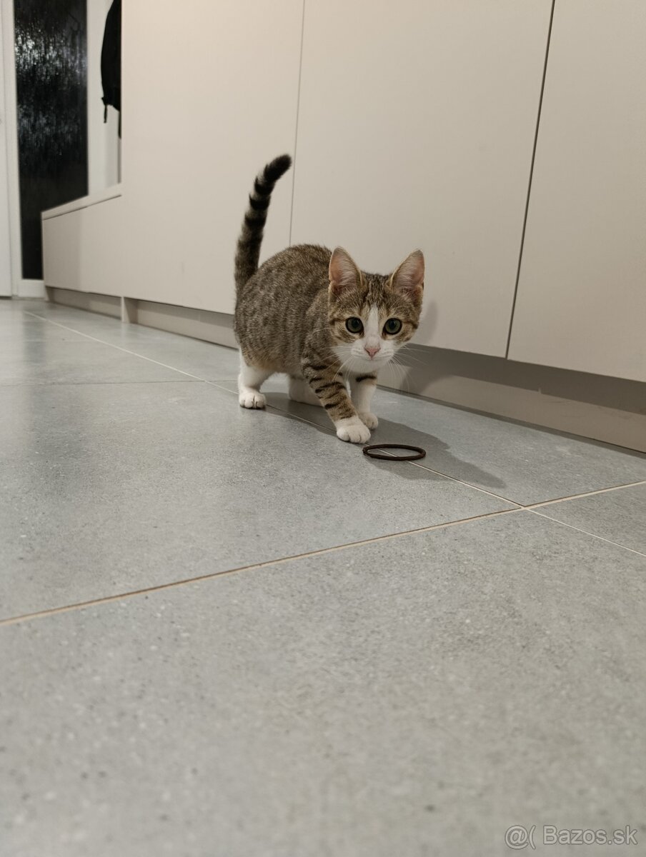 Darujem mačiatko - 3