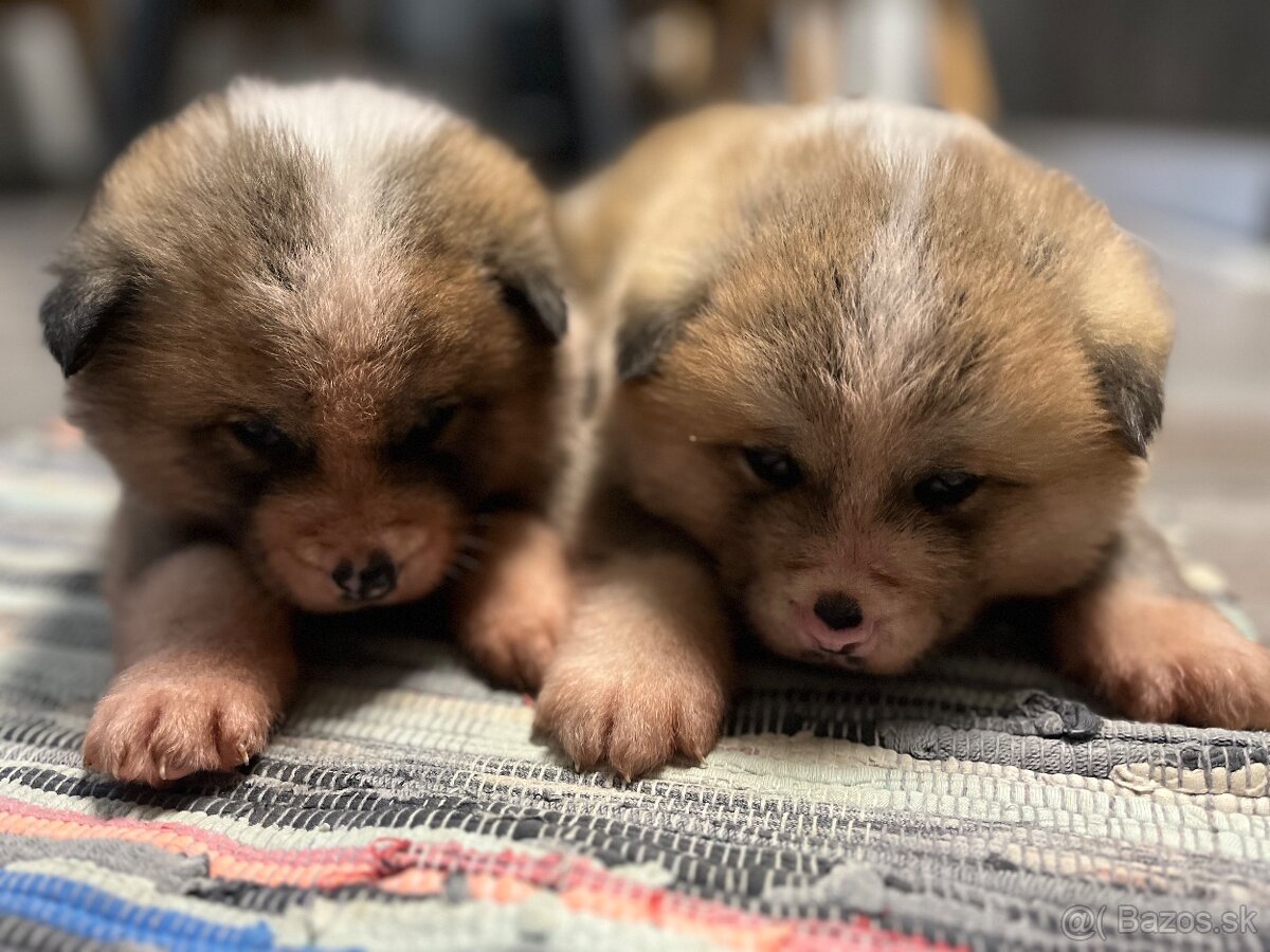 Šteniatka Akita Inu - 3