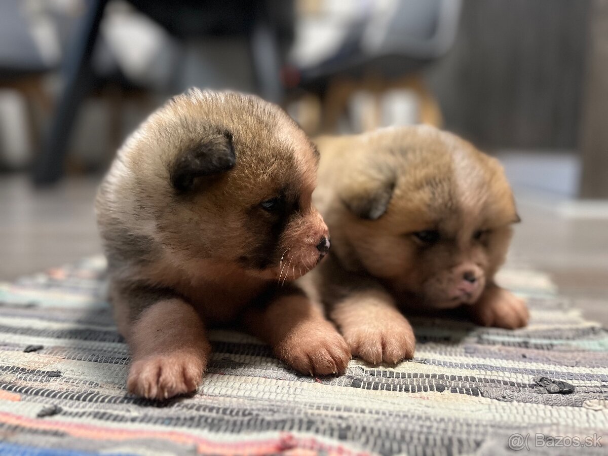 Šteniatka Akita Inu - 3