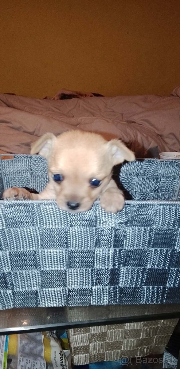 Krásne šteniatko mini čivavy - 3