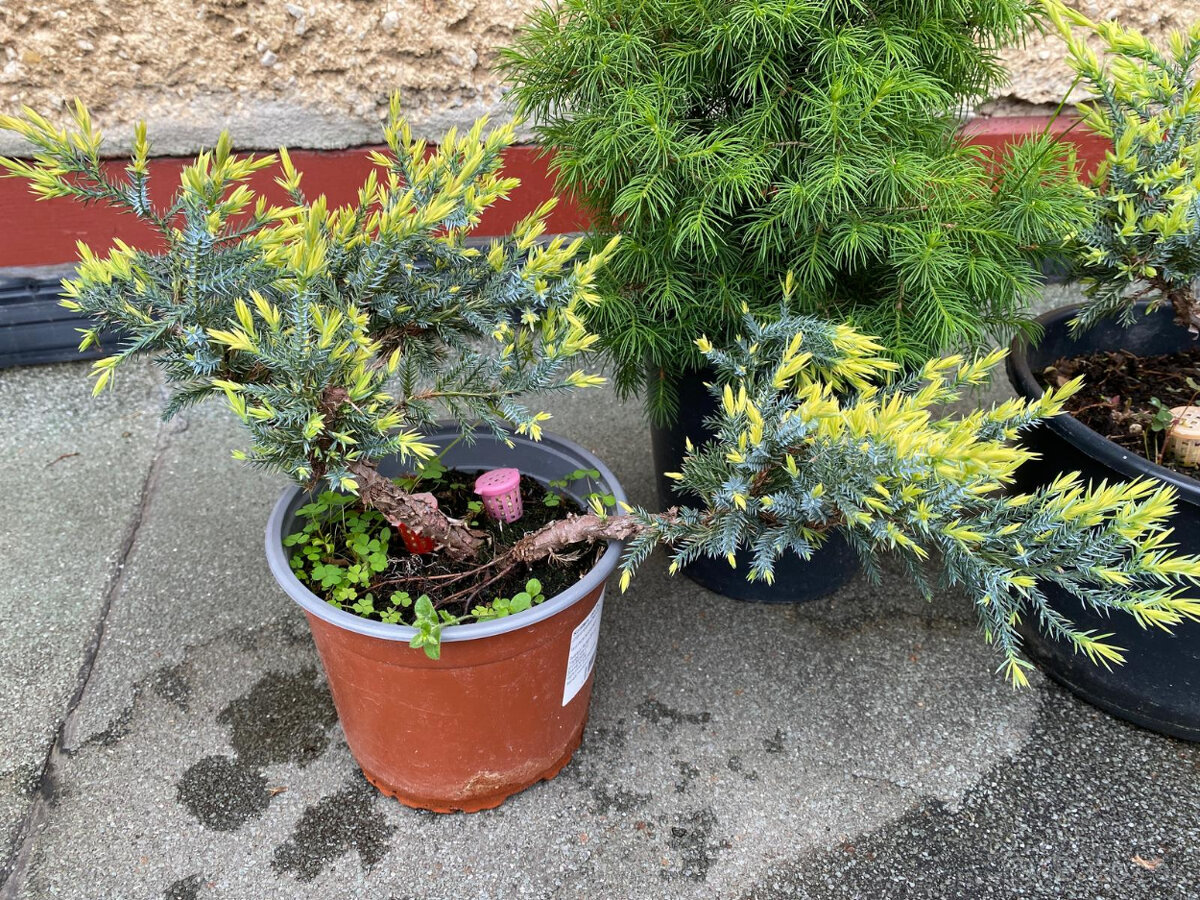 Borievky + Smrek biely - 3