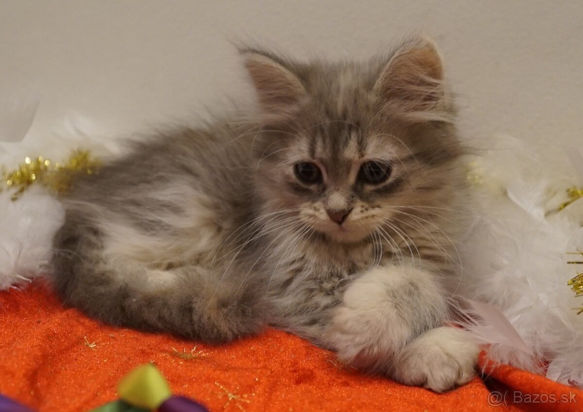 Sibirska macka s PP - 3