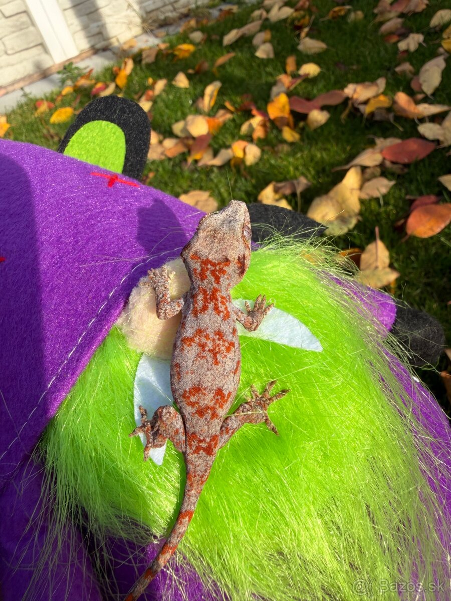 Gekon hrbolkohlavý / Gargoyle Gecko - 3