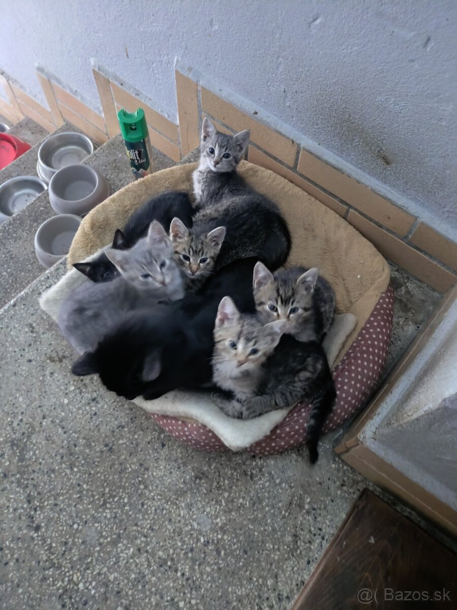 Darujem mačiatka - 3