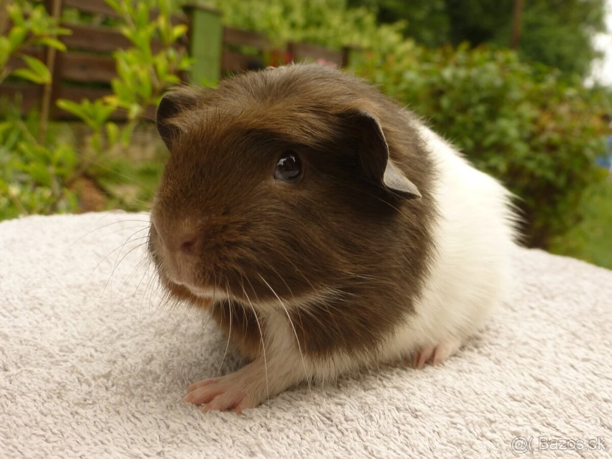 Ušľachtilé morčiatka - 3