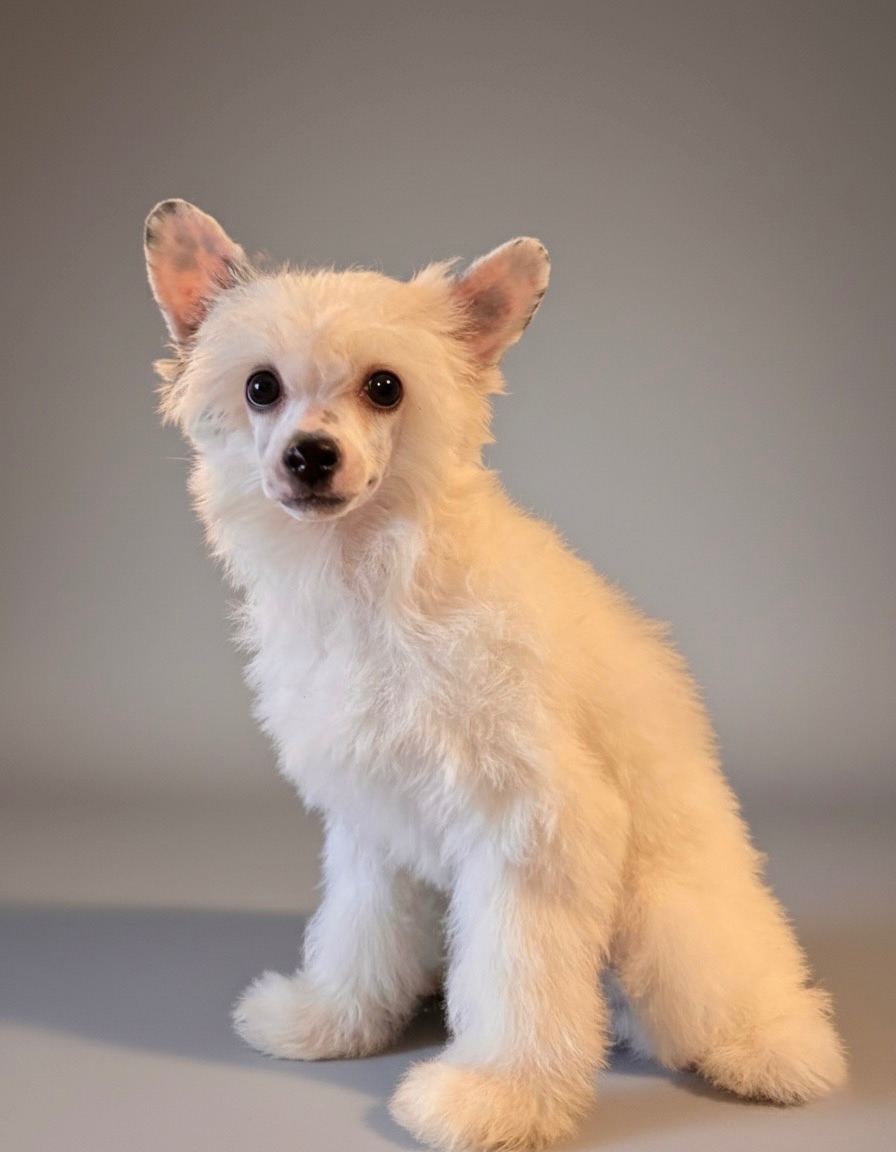 Čínsky chocholatý pes labutienka s PP - 3