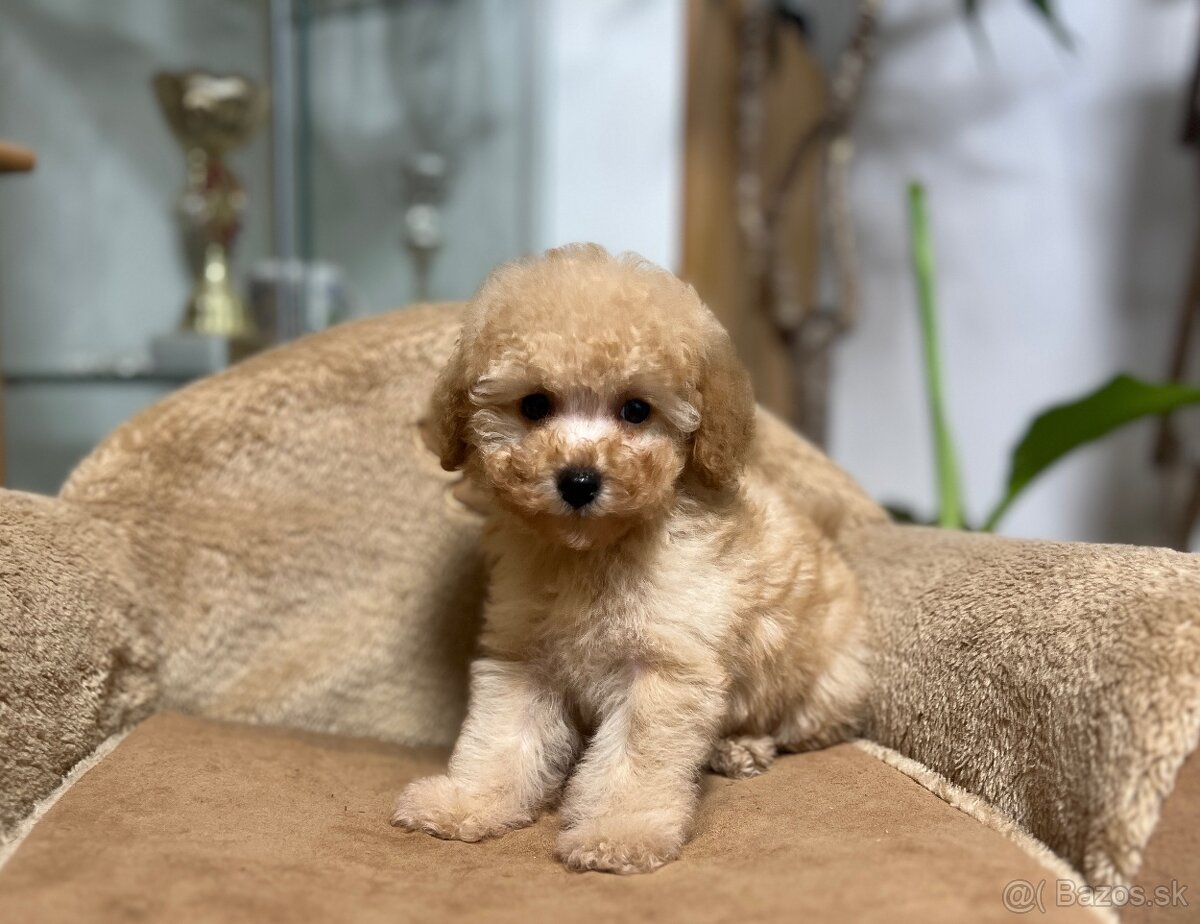 Toy pudlíčky , Pudel - 3