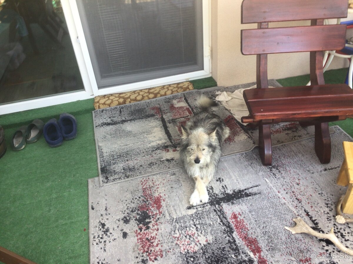 Darujem psika do dobrych ruk. - 3