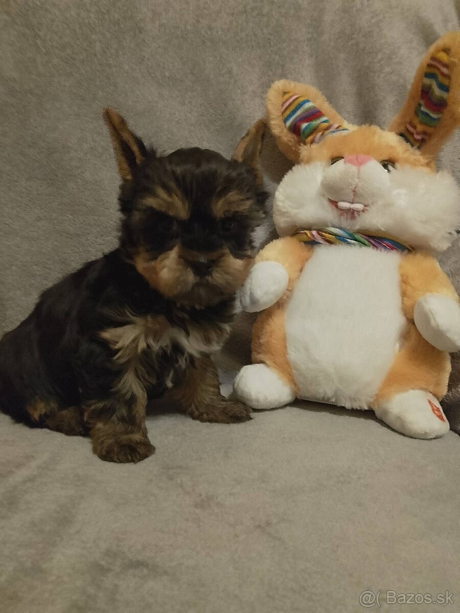 Yorkshirsky terier - 3