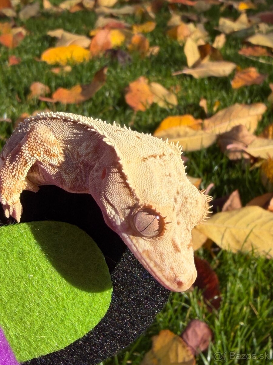 Pagekon riasnatý / Crested gecko - 3