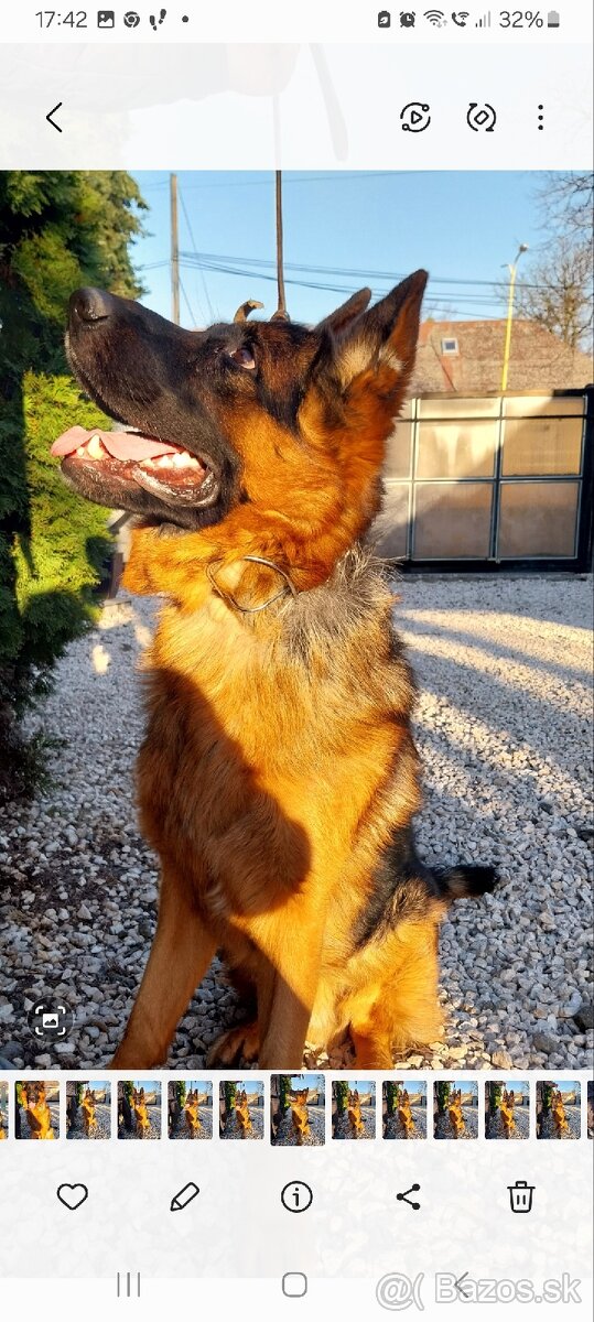 Nemecký ovčiak s PP - 3