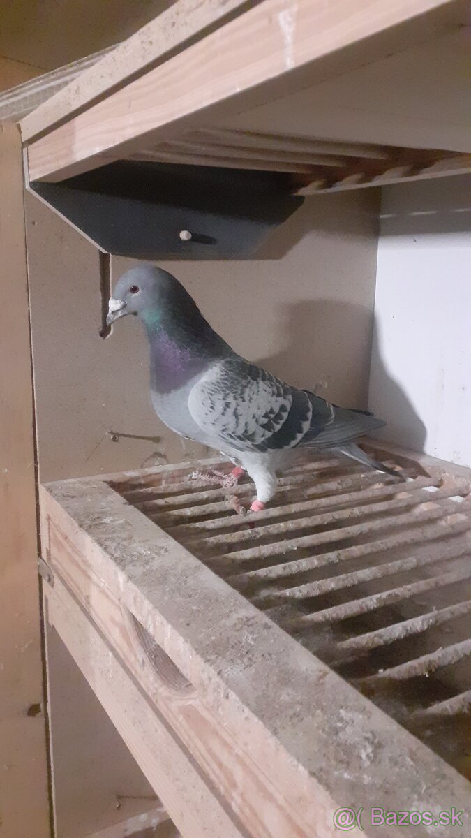 Postove holuby - 3