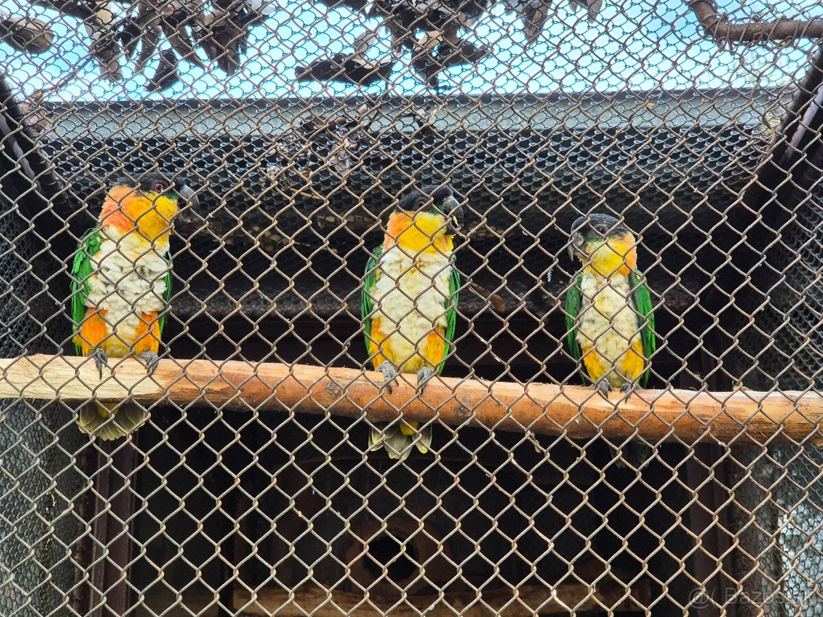 Amazonik čiernotemenny - 3