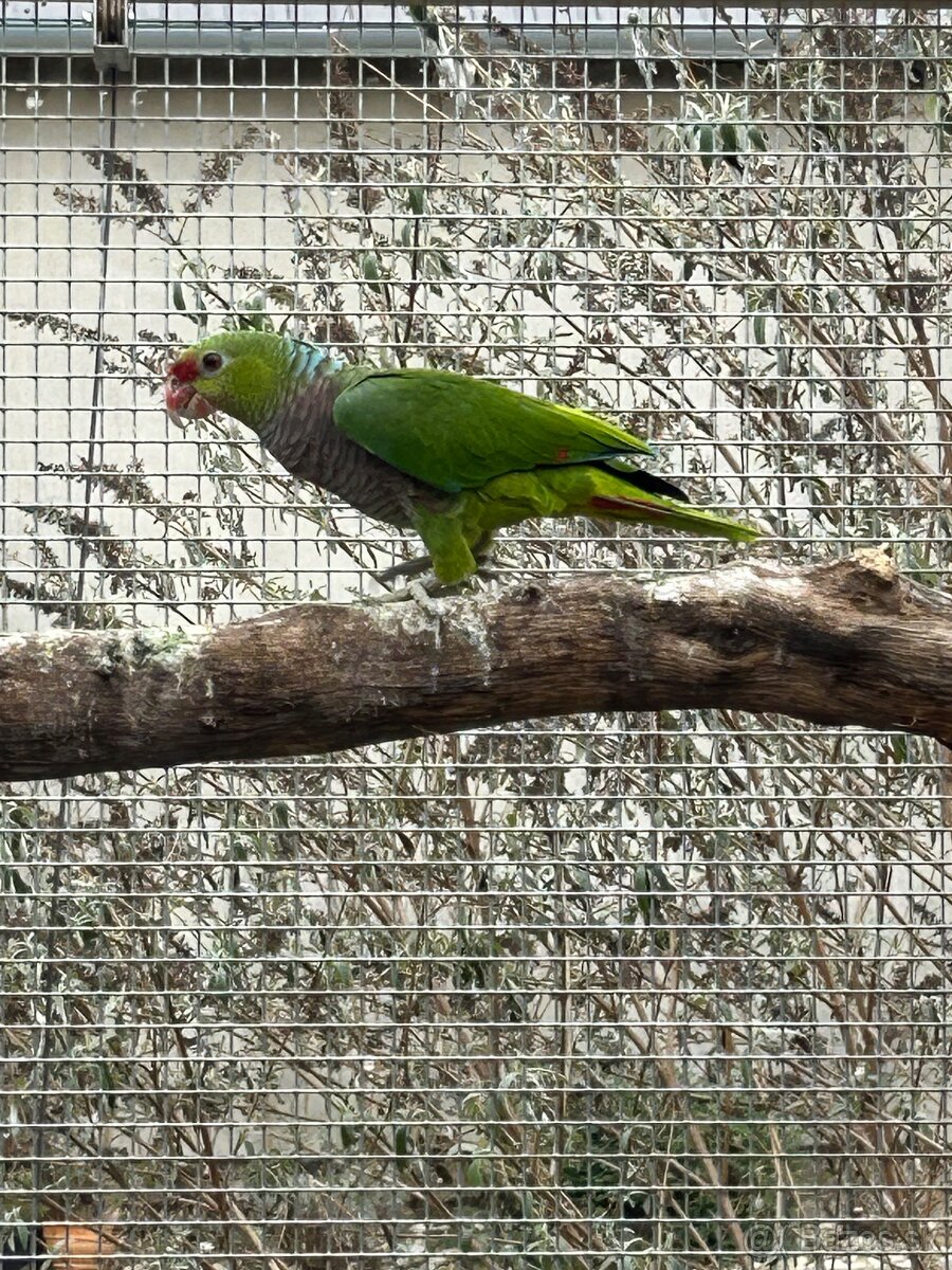 Amazona vinacea - 3