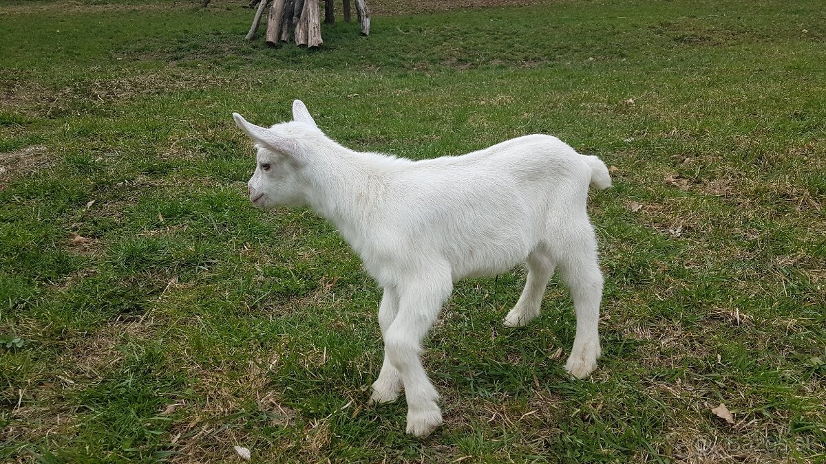 Predám kozliatka - 3