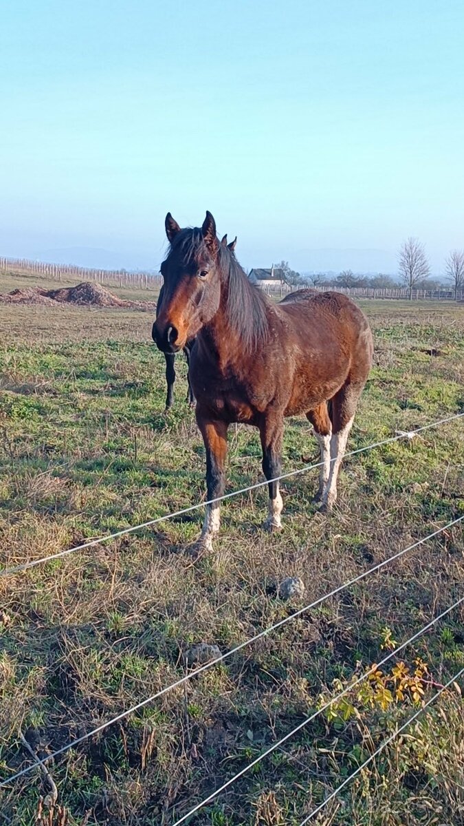 Krásny valach na predaj - 3