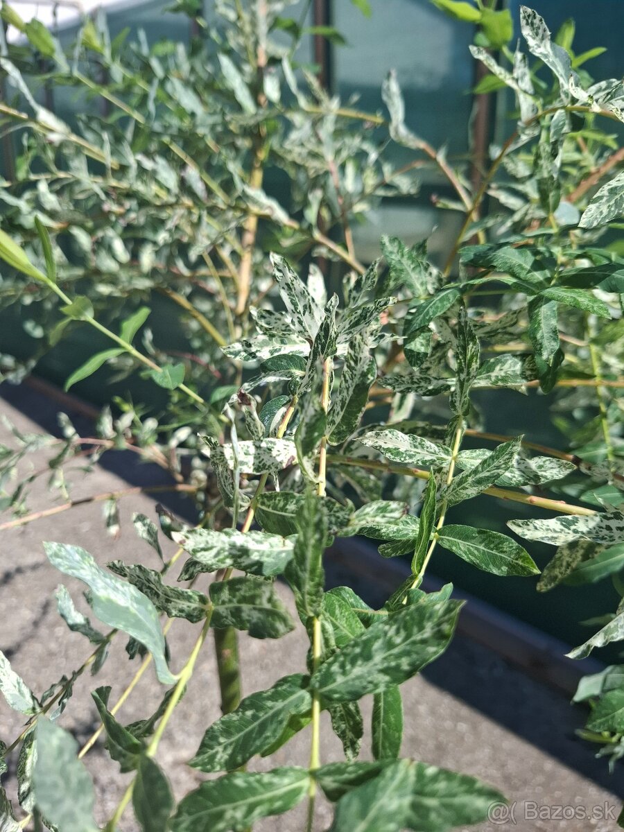 Japonská vŕba - HAKURO Nishiki - 3