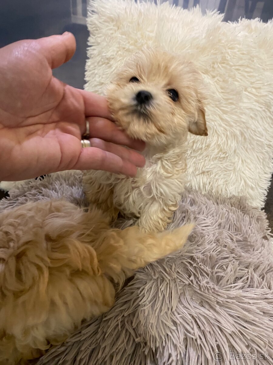 Šteniatka maltipoo na predaj, cavapoo toy pudel - 3