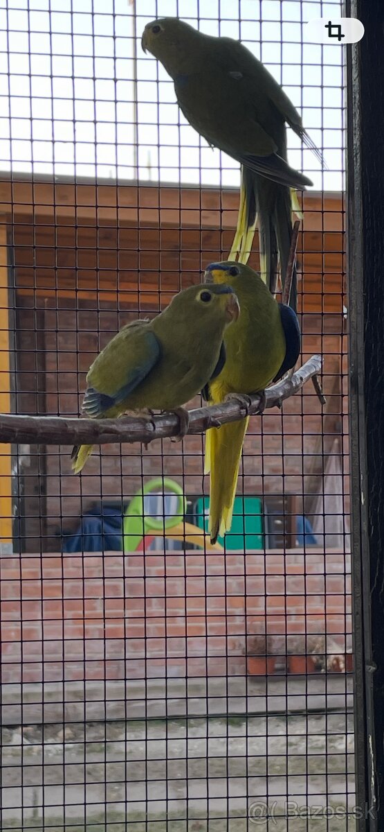 Neoféma ozdobná - 3