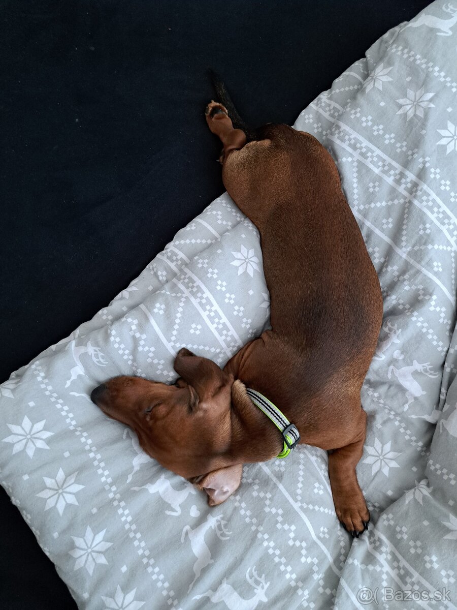 Predám krátkosrstý Jazvecik - 3