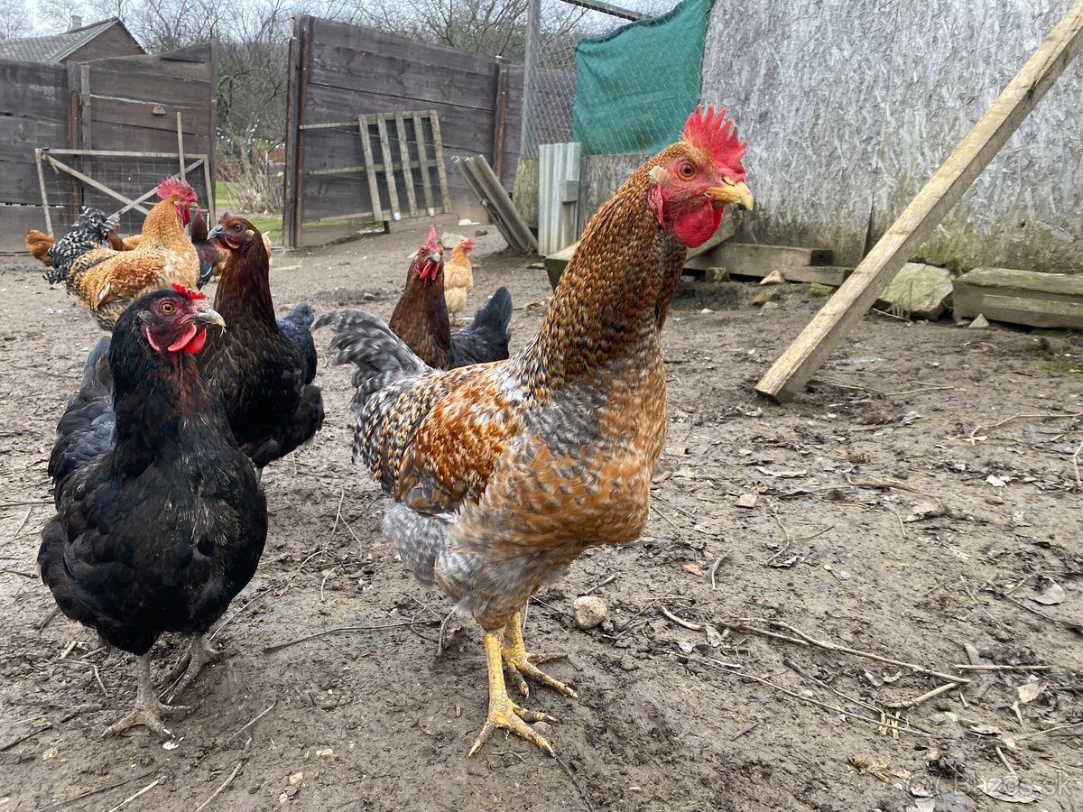 Predám kohútov - 3