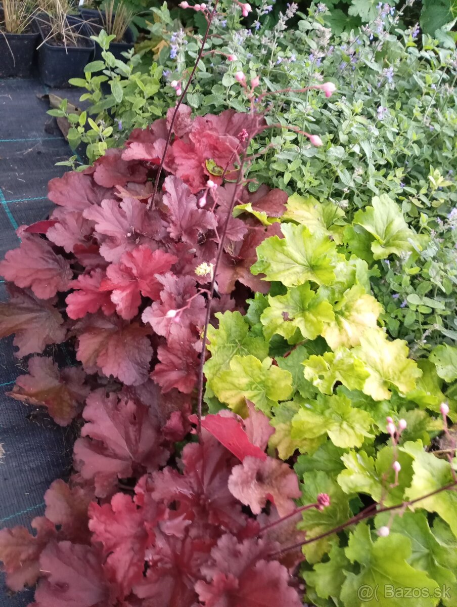 Vavrinovec NOVITA 70-80cm - 3