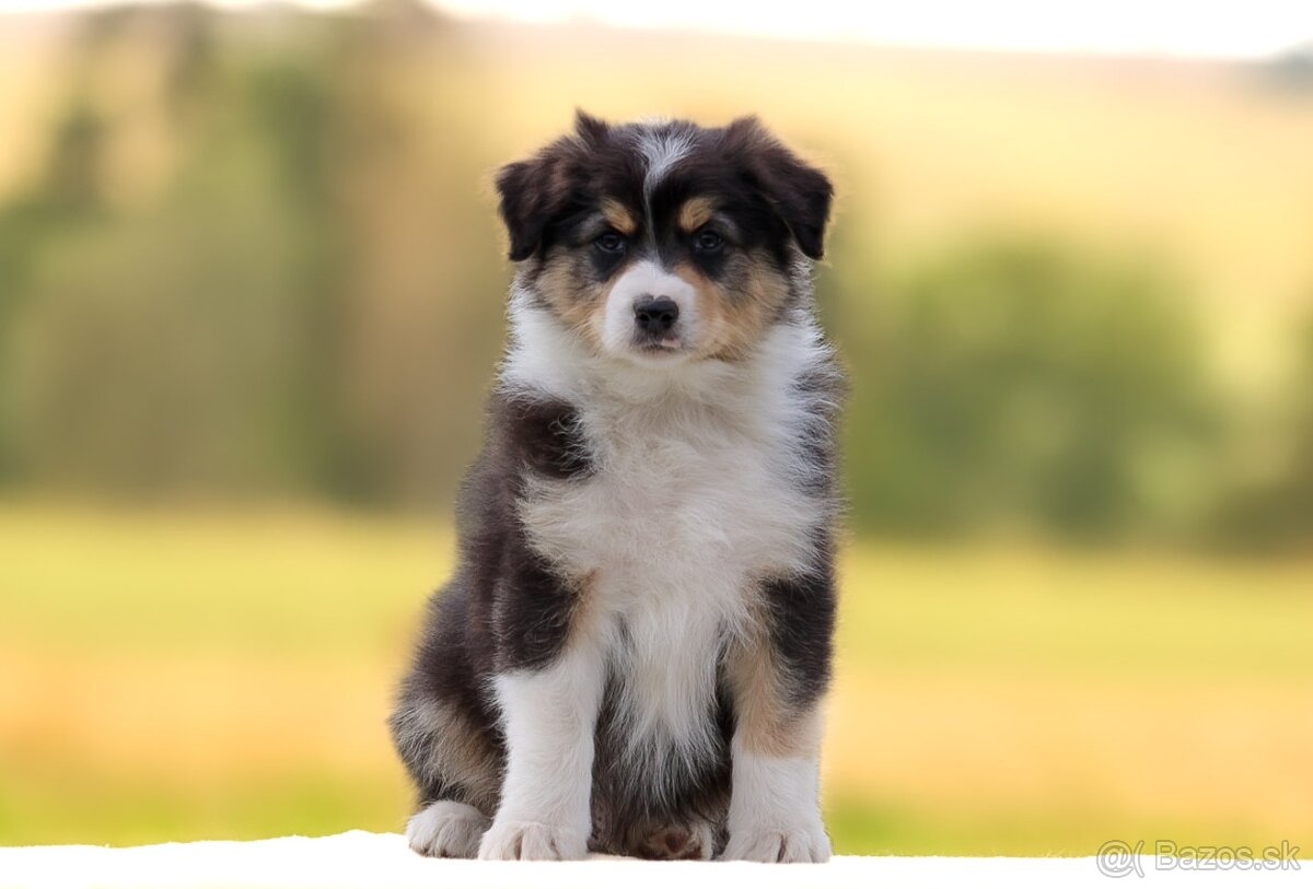 Austrálsky ovčiak s pp - 3