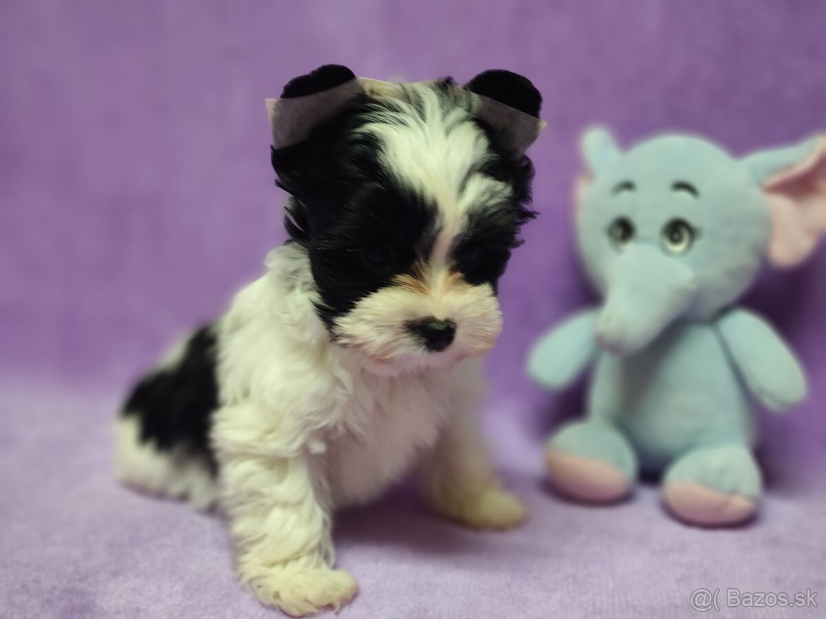 Yorksirsky terier - Biewer,coko,cierny - 3