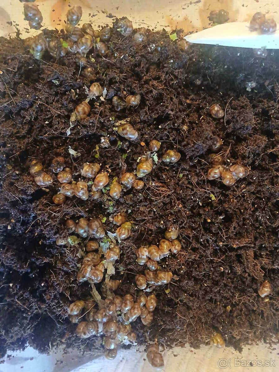 Darujem mláďatá Slimáka afrického - 3