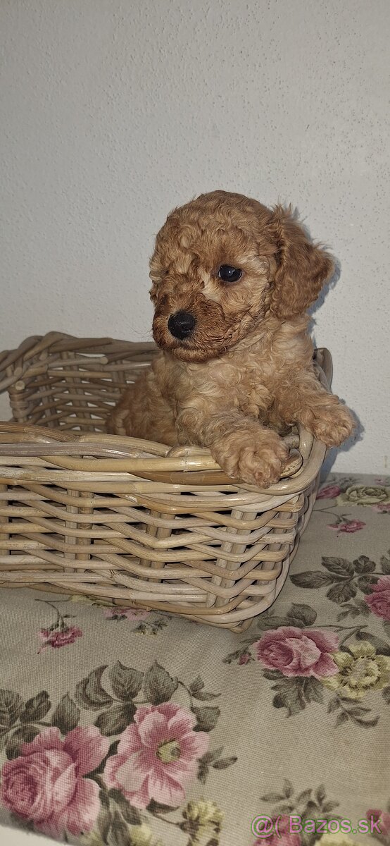 Pudel Trpasličí - 3