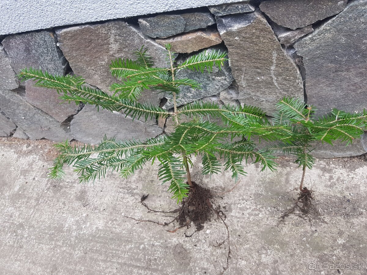 Smrek, jedla, borovica - 3