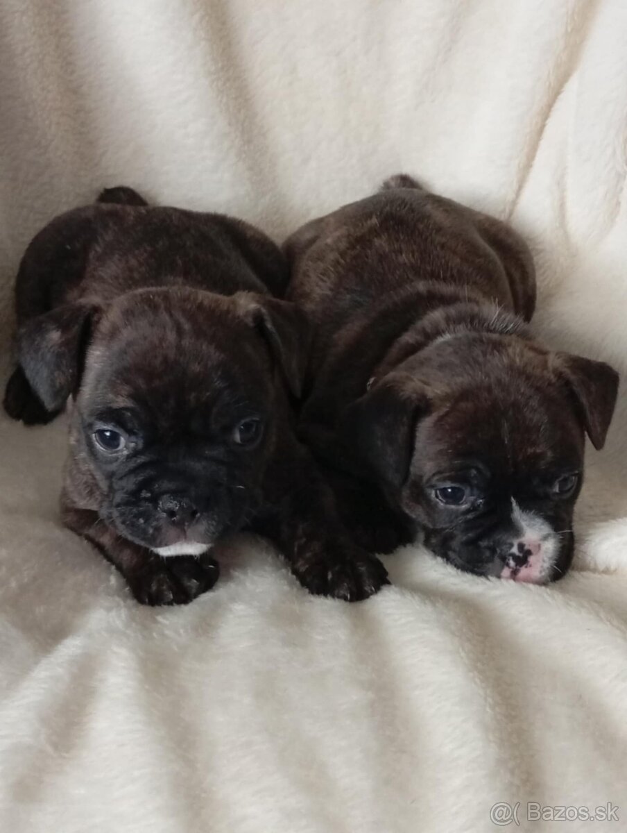 Francúzsky Buldoček - 3